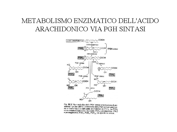  METABOLISMO ENZIMATICO DELL'ACIDO ARACHIDONICO VIA PGH SINTASI 