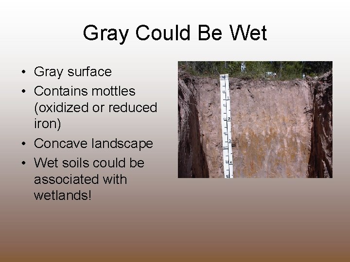 Gray Could Be Wet • Gray surface • Contains mottles (oxidized or reduced iron)
