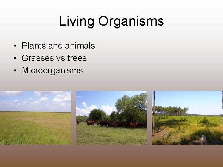 Living Organisms • Plants and animals • Grasses vs trees • Microorganisms 