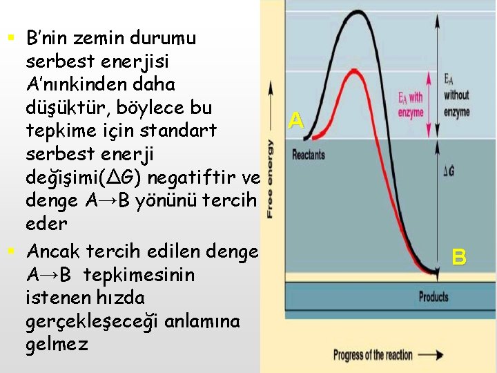 § B’nin zemin durumu serbest enerjisi A’nınkinden daha düşüktür, böylece bu tepkime için standart