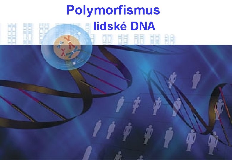 Polymorfismus lidské DNA 1 