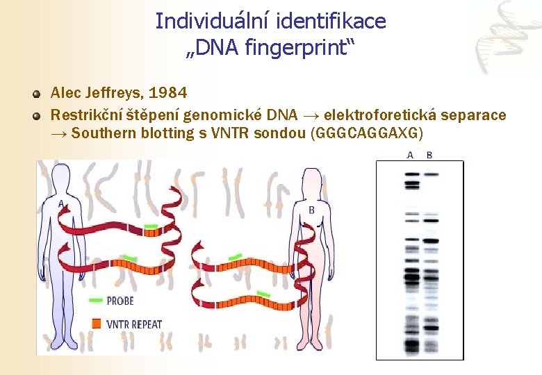 Individuální identifikace „DNA fingerprint“ Alec Jeffreys, 1984 Restrikční štěpení genomické DNA → elektroforetická separace