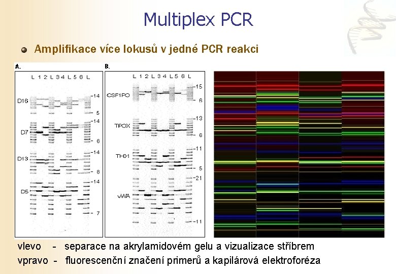 Multiplex PCR Amplifikace více lokusů v jedné PCR reakci vlevo - separace na akrylamidovém