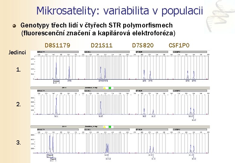 Mikrosatelity: variabilita v populacii Genotypy třech lidí v čtyřech STR polymorfismech (fluorescenční značení a