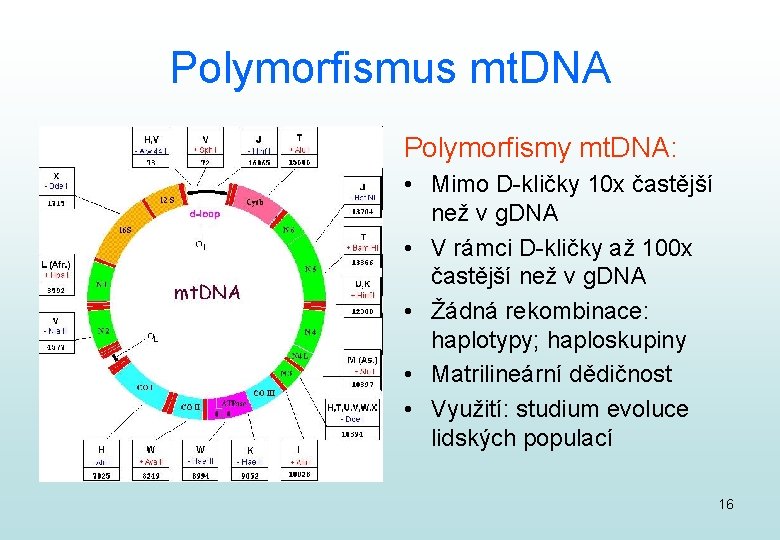 Polymorfismus mt. DNA Polymorfismy mt. DNA: • Mimo D-kličky 10 x častější než v