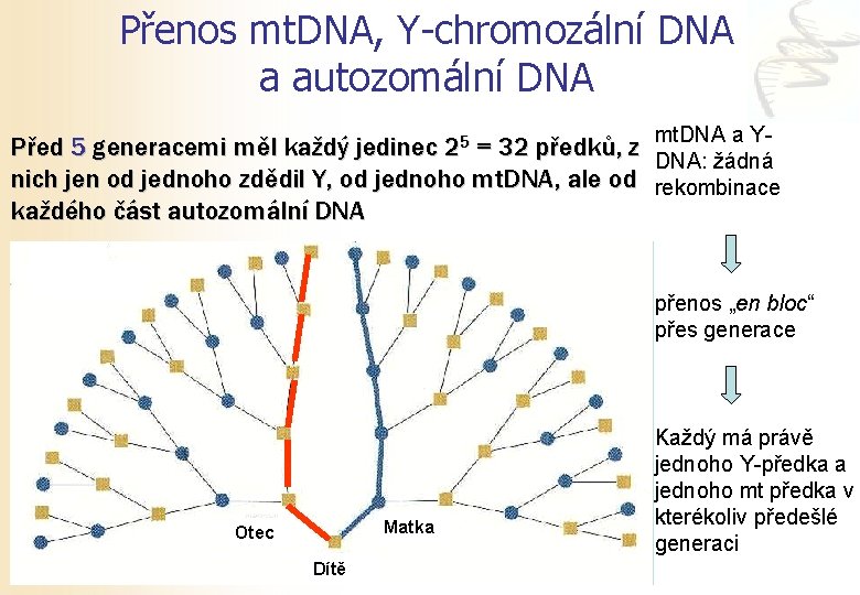 Přenos mt. DNA, Y-chromozální DNA a autozomální DNA mt. DNA a Y- Před 5