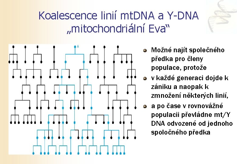 Koalescence linií mt. DNA a Y-DNA „mitochondriální Eva“ Možné najít společného předka pro členy