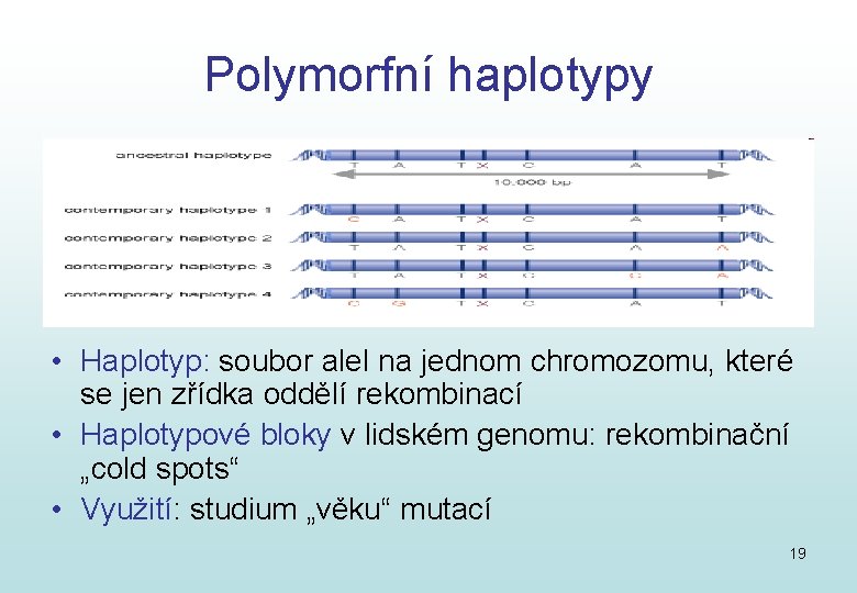 Polymorfní haplotypy • Haplotyp: soubor alel na jednom chromozomu, které se jen zřídka oddělí