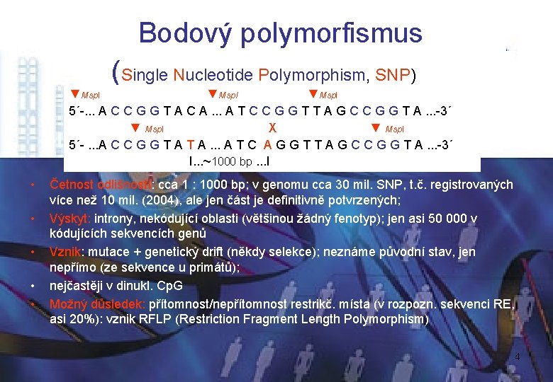 Bodový polymorfismus (Single Nucleotide Polymorphism, SNP) ▼Msp. I 5´-. . . A C C