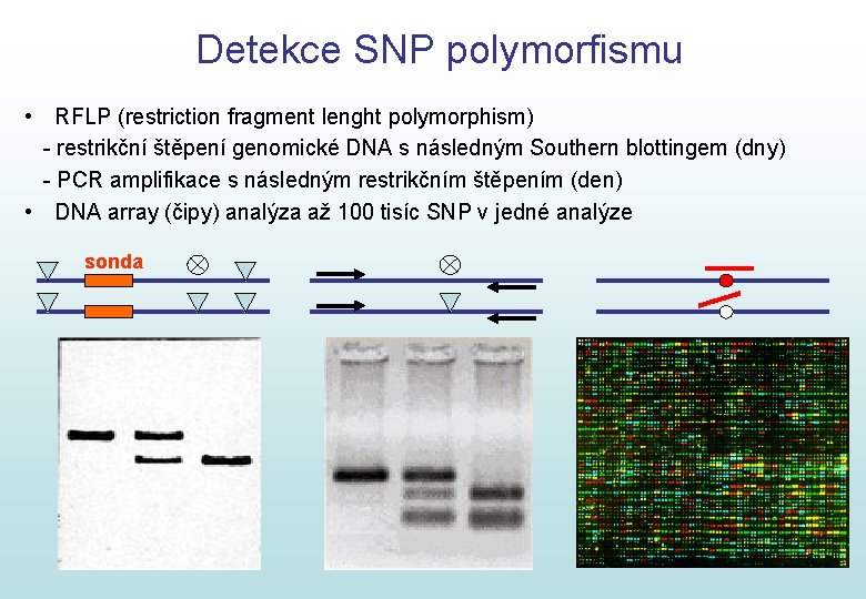 Detekce SNP polymorfismu • RFLP (restriction fragment lenght polymorphism) - restrikční štěpení genomické DNA