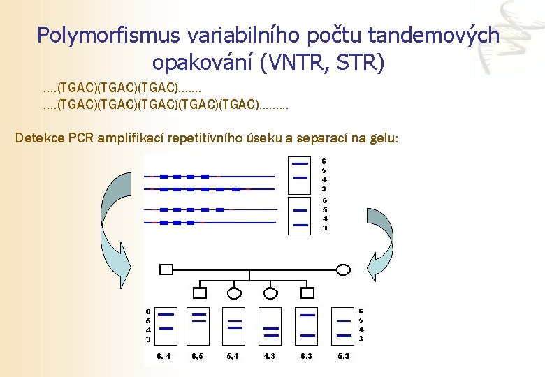 Polymorfismus variabilního počtu tandemových opakování (VNTR, STR). . (TGAC)(TGAC). . . (TGAC)(TGAC)(TGAC). . Detekce