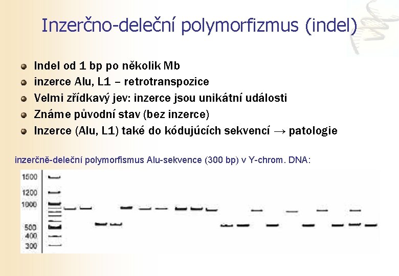 Inzerčno-deleční polymorfizmus (indel) Indel od 1 bp po několik Mb inzerce Alu, L 1