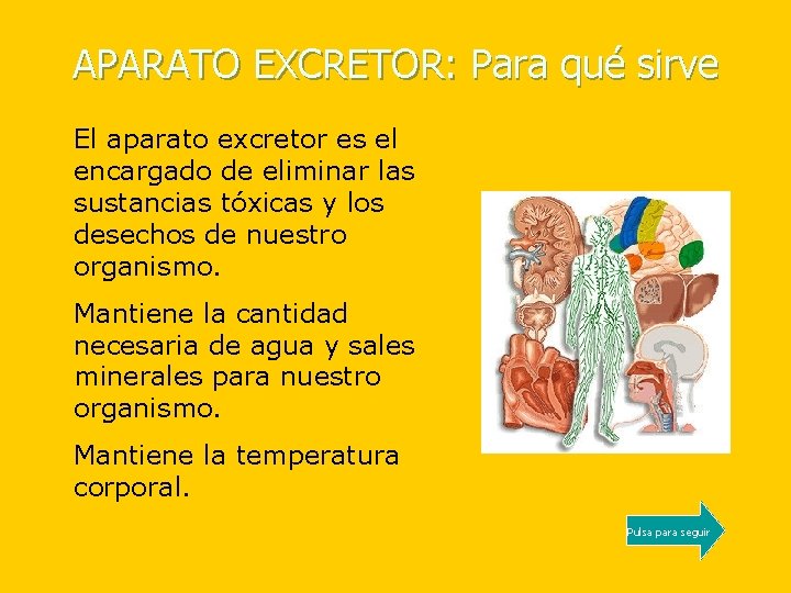 APARATO EXCRETOR: Para qué sirve El aparato excretor es el encargado de eliminar las