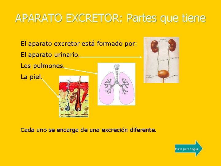 APARATO EXCRETOR: Partes que tiene El aparato excretor está formado por: El aparato urinario.