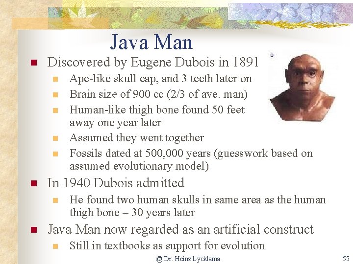 Java Man n Discovered by Eugene Dubois in 1891 n n n In 1940