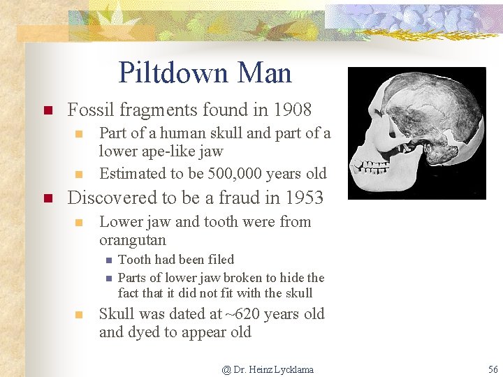 Piltdown Man n Fossil fragments found in 1908 n n n Part of a