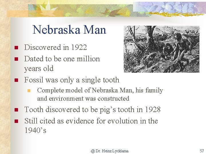 Nebraska Man n Discovered in 1922 Dated to be one million years old Fossil