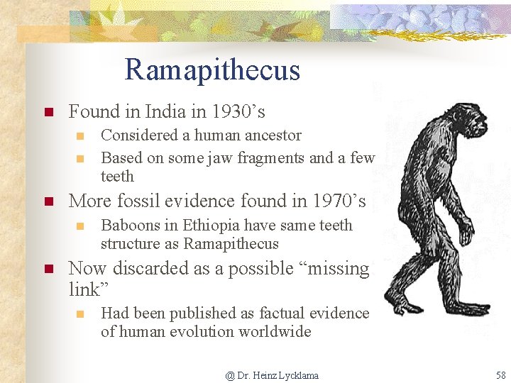 Ramapithecus n Found in India in 1930’s n n n More fossil evidence found