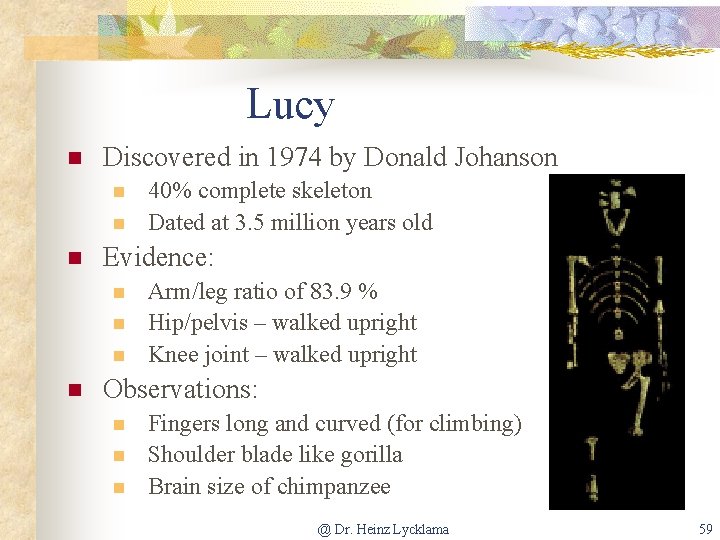 Lucy n Discovered in 1974 by Donald Johanson n Evidence: n n 40% complete