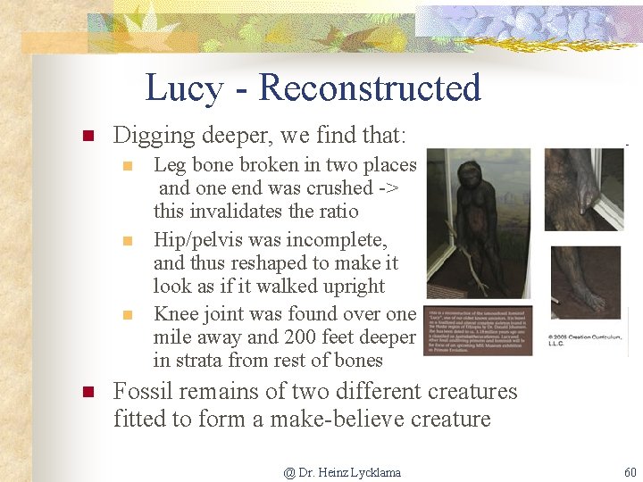 Lucy - Reconstructed n Digging deeper, we find that: n n Leg bone broken