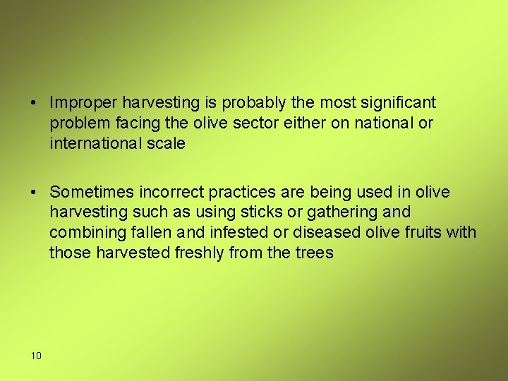  • Improper harvesting is probably the most significant problem facing the olive sector