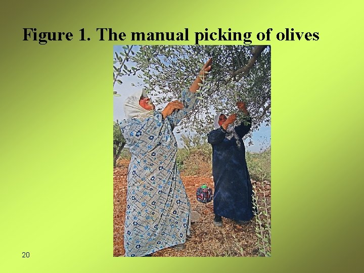 Figure 1. The manual picking of olives 20 