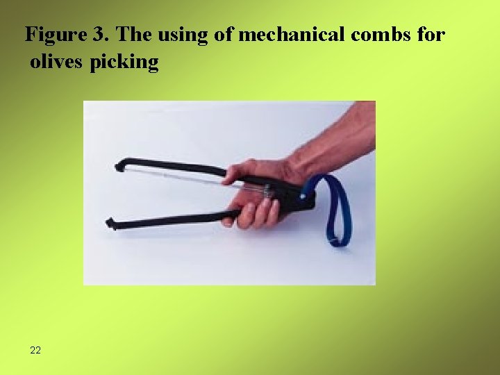 Figure 3. The using of mechanical combs for olives picking 22 