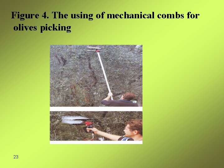 Figure 4. The using of mechanical combs for olives picking 23 
