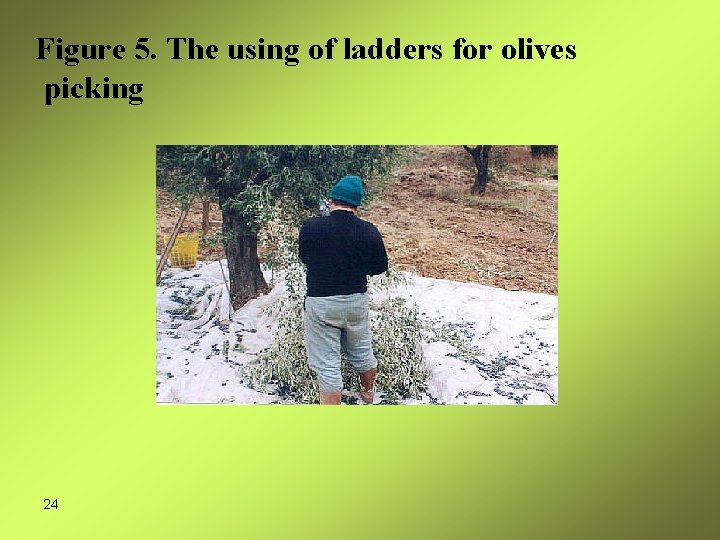 Figure 5. The using of ladders for olives picking 24 