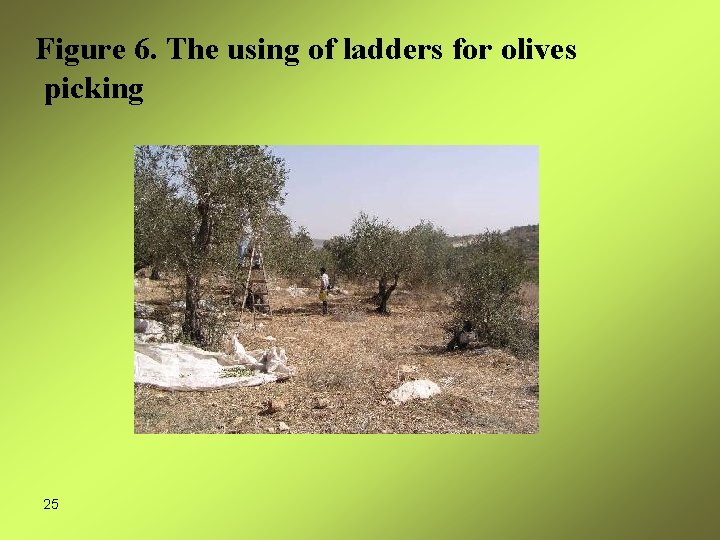 Figure 6. The using of ladders for olives picking 25 
