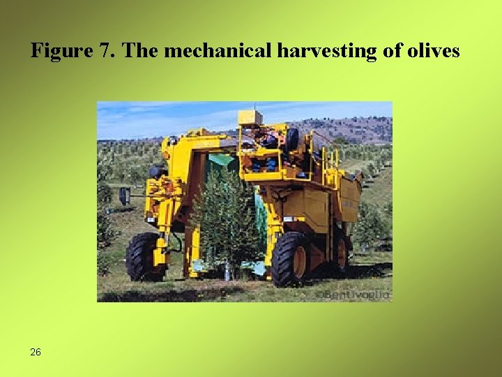 Figure 7. The mechanical harvesting of olives 26 