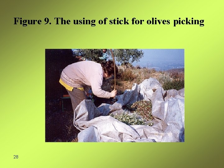 Figure 9. The using of stick for olives picking 28 