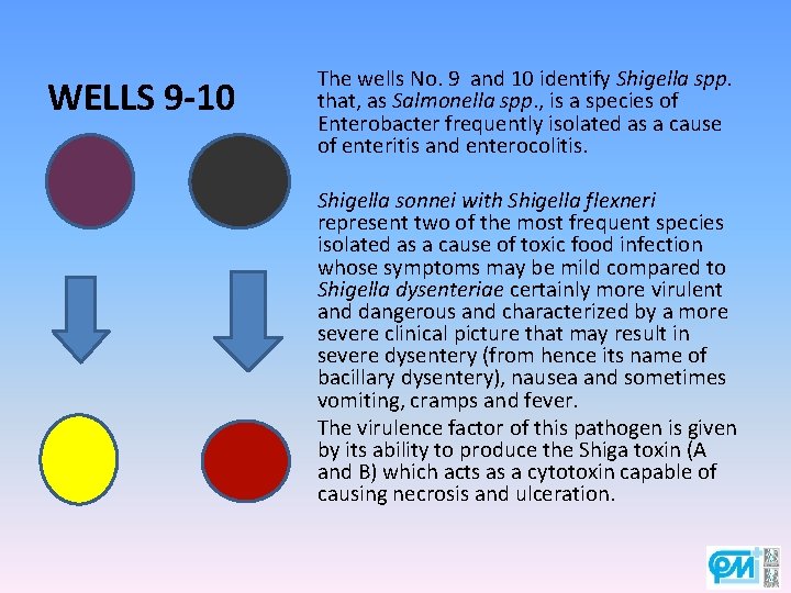 WELLS 9 -10 The wells No. 9 and 10 identify Shigella spp. that, as