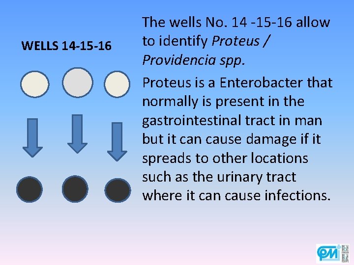 WELLS 14 -15 -16 The wells No. 14 -15 -16 allow to identify Proteus