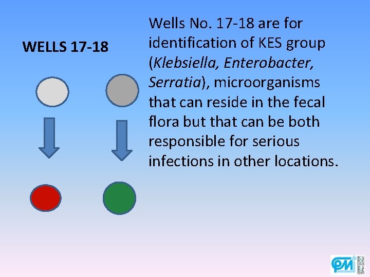 WELLS 17 -18 Wells No. 17 -18 are for identification of KES group (Klebsiella,