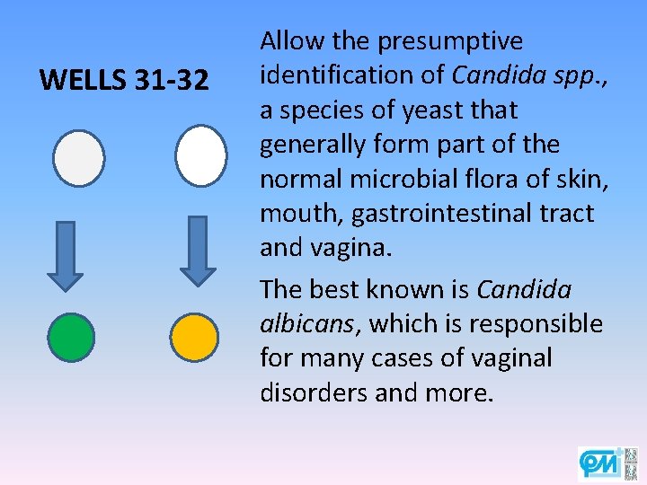 WELLS 31 -32 Allow the presumptive identification of Candida spp. , a species of