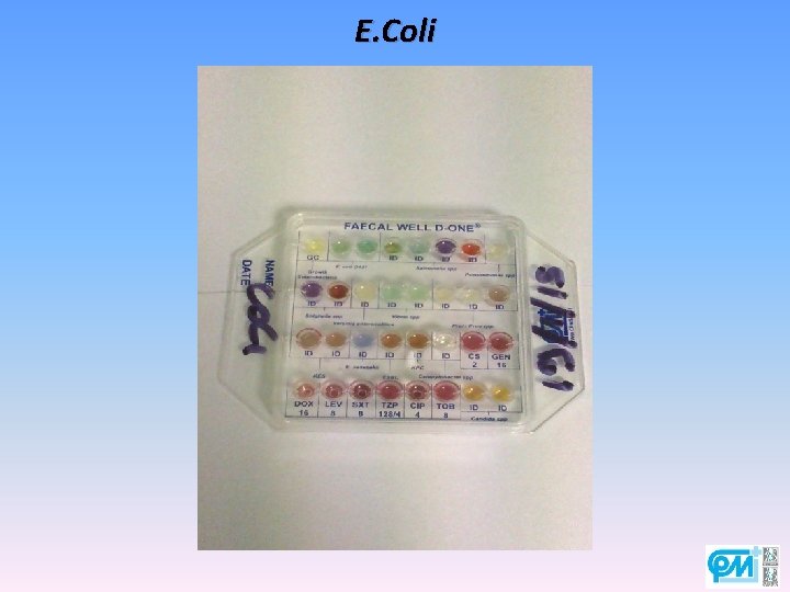 E. Coli 