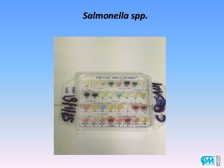 Salmonella spp. 