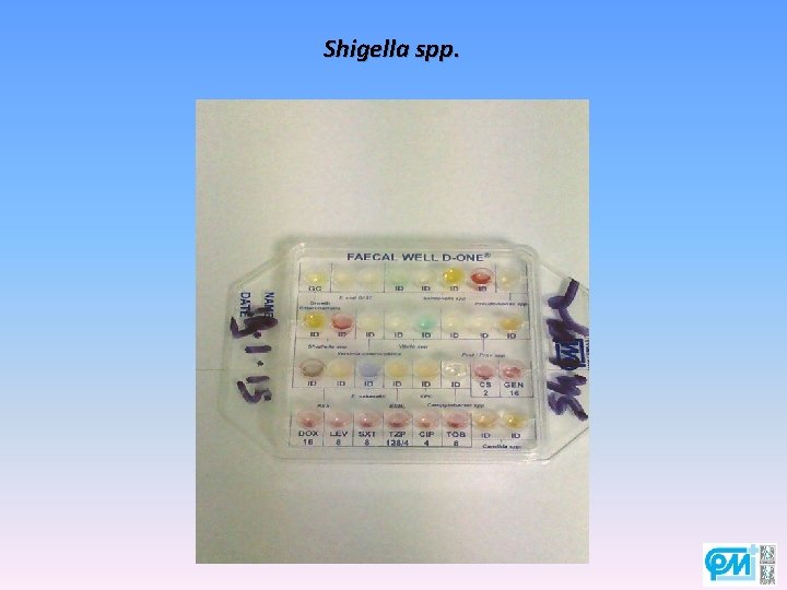 Shigella spp. 