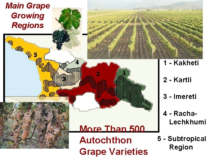 Main Grape Growing Regions 1 - Kakheti 2 - Kartli 3 - Imereti More