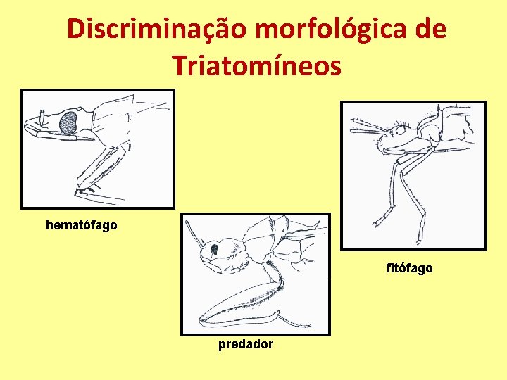 Discriminação morfológica de Triatomíneos hematófago fitófago predador 