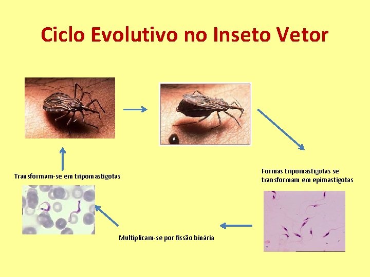 Ciclo Evolutivo no Inseto Vetor Transformam-se em tripomastigotas Multiplicam-se por fissão binária Formas tripomastigotas