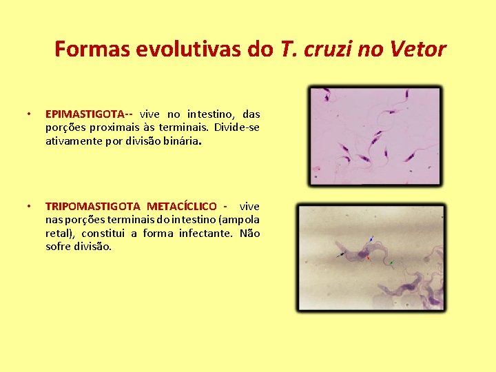 Formas evolutivas do T. cruzi no Vetor • EPIMASTIGOTA-- vive no intestino, das porções
