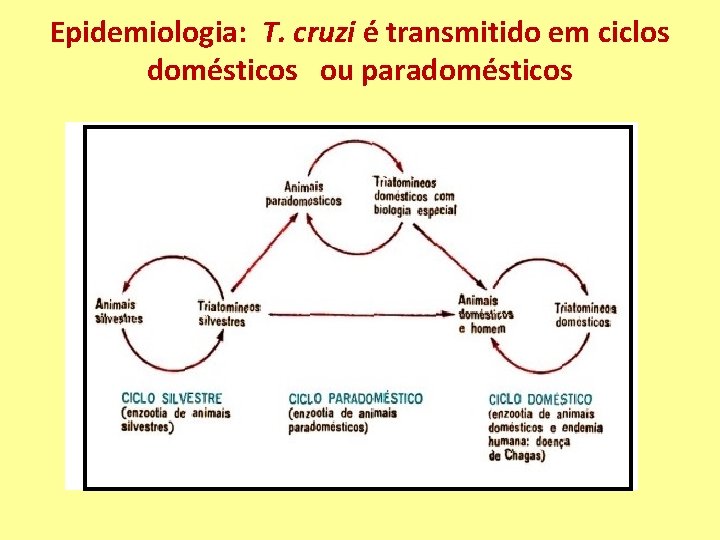 Epidemiologia: T. cruzi é transmitido em ciclos domésticos ou paradomésticos 