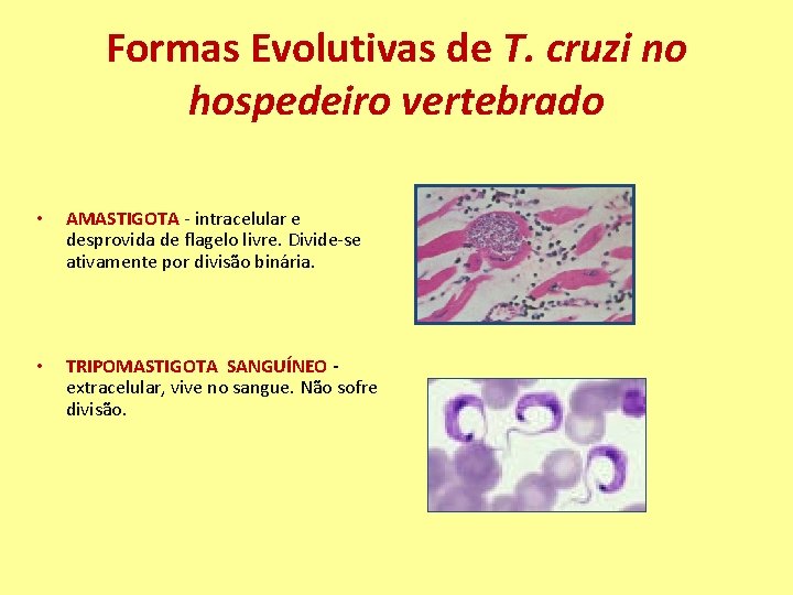 Formas Evolutivas de T. cruzi no hospedeiro vertebrado • AMASTIGOTA - intracelular e desprovida