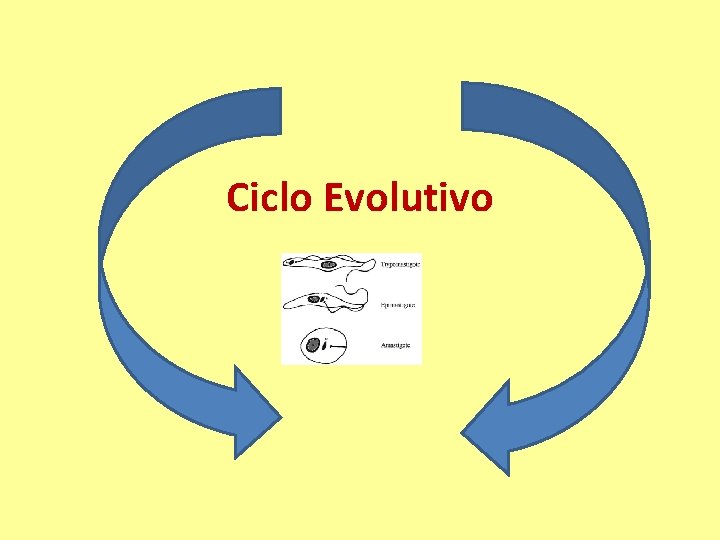 Ciclo Evolutivo 