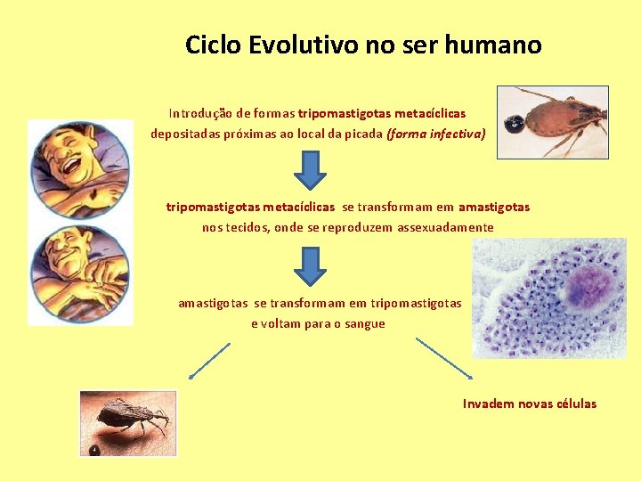 Ciclo Evolutivo no ser humano Introdução de formas tripomastigotas metacíclicas depositadas próximas ao local