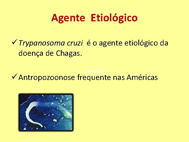 Agente Etiológico ü Trypanosoma cruzi é o agente etiológico da doença de Chagas. Vacinas?