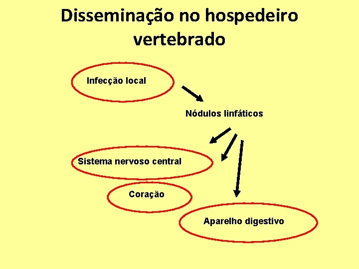 Disseminação no hospedeiro vertebrado Infecção local Nódulos linfáticos Sistema nervoso central Coração Aparelho digestivo