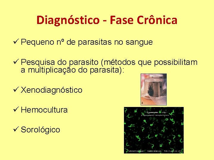 Diagnóstico - Fase Crônica ü Pequeno nº de parasitas no sangue ü Pesquisa do